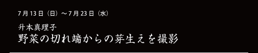 7月13日（日）～ 7月23日（水） 升本真理子 野菜の切れ端からの芽生えを撮影